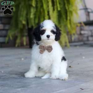 Brady, Cavapoo Puppy